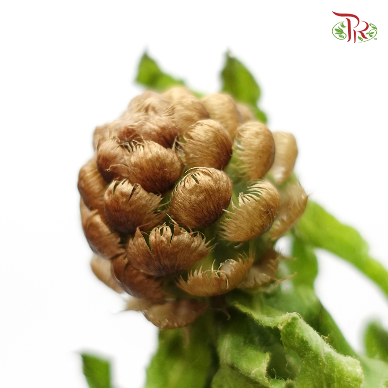 Cornflower Yellow Globe Centaurea - Jin Chao Ju (Per Bunch)-China-prflorist.com.my