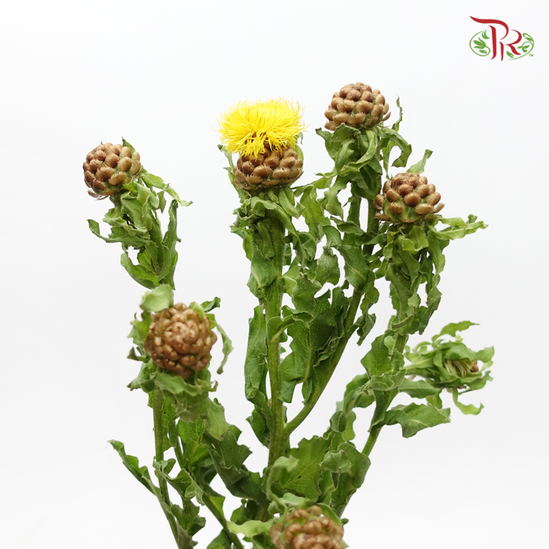 Cornflower Yellow Globe Centaurea - Jin Chao Ju (Per Bunch)-China-prflorist.com.my