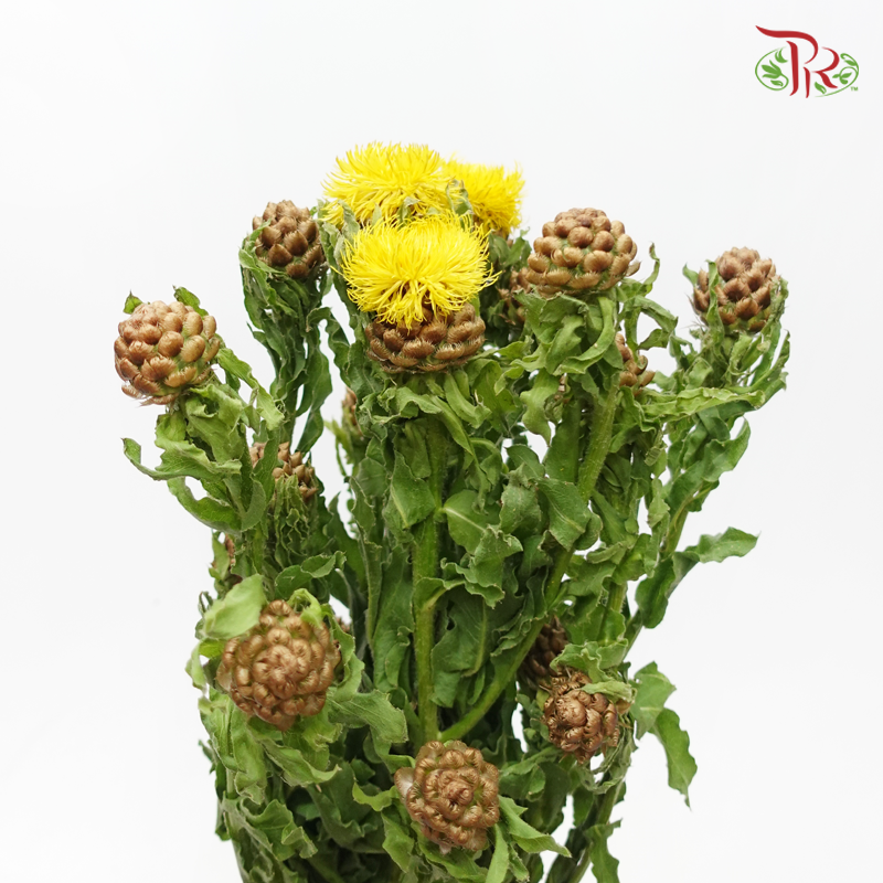 Cornflower Yellow Globe Centaurea - Jin Chao Ju (Per Bunch)-China-prflorist.com.my