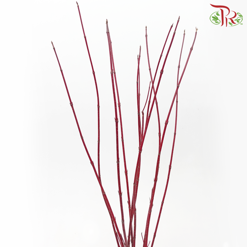 Cornus Red - 160cm (10 Stems)-Red-Netherland-prflorist.com.my