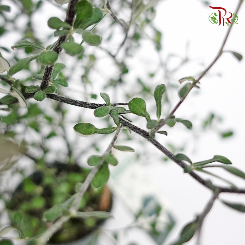 Corokia Maori 《铁丝网灌木》