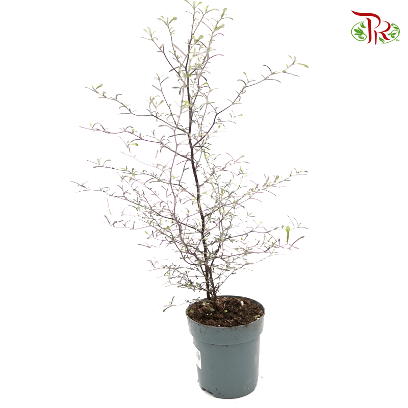 Corokia Maori Silver 《铁丝网灌木》-Pudu Ria Florist-prflorist.com.my