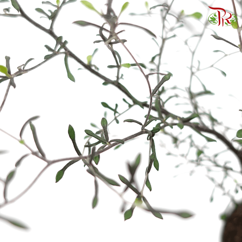 Corokia Maori Silver 《铁丝网灌木》-Pudu Ria Florist-prflorist.com.my