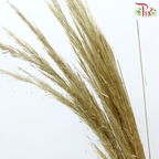 Cortaderia Hieronymi (10 Stems)-Netherland-prflorist.com.my