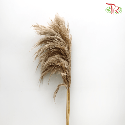 Cortaderia Pampas Selloana Blanco - 5 Stems-Peru-prflorist.com.my
