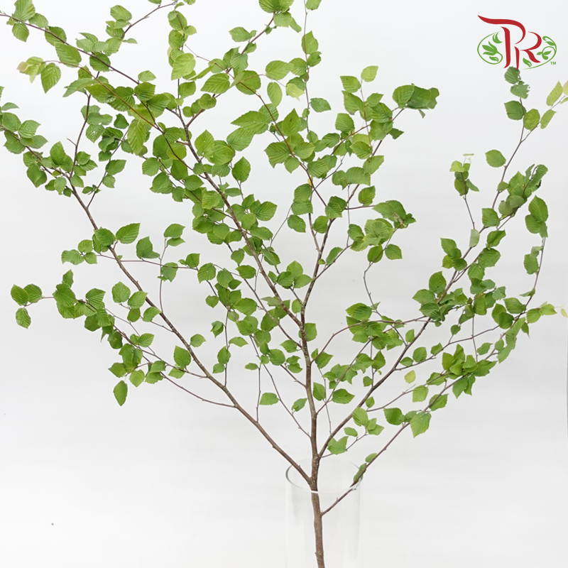 Corylopsis Pauciflora - (Per Stem)-Japan-prflorist.com.my