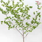 Corylopsis Pauciflora - (Per Stem)-Japan-prflorist.com.my