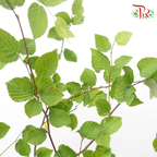 Corylopsis Pauciflora - (Per Stem)-Japan-prflorist.com.my