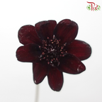Cosmos Atrosanguineus - (5 Stems)-Japan-prflorist.com.my