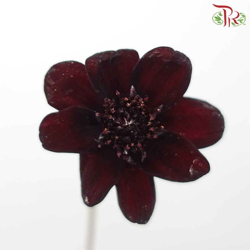 Cosmos Atrosanguineus - (5 Stems)-Japan-prflorist.com.my