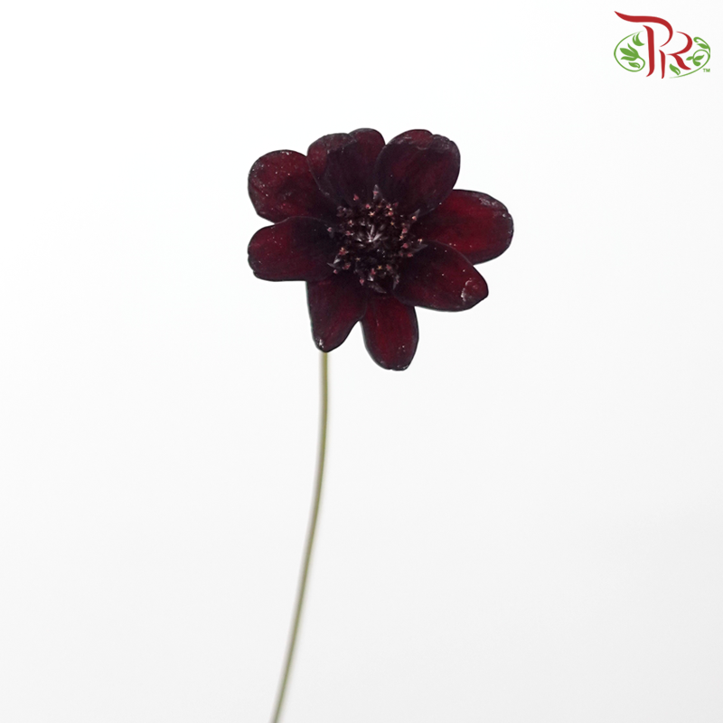 Cosmos Atrosanguineus - (5 Stems)-Japan-prflorist.com.my