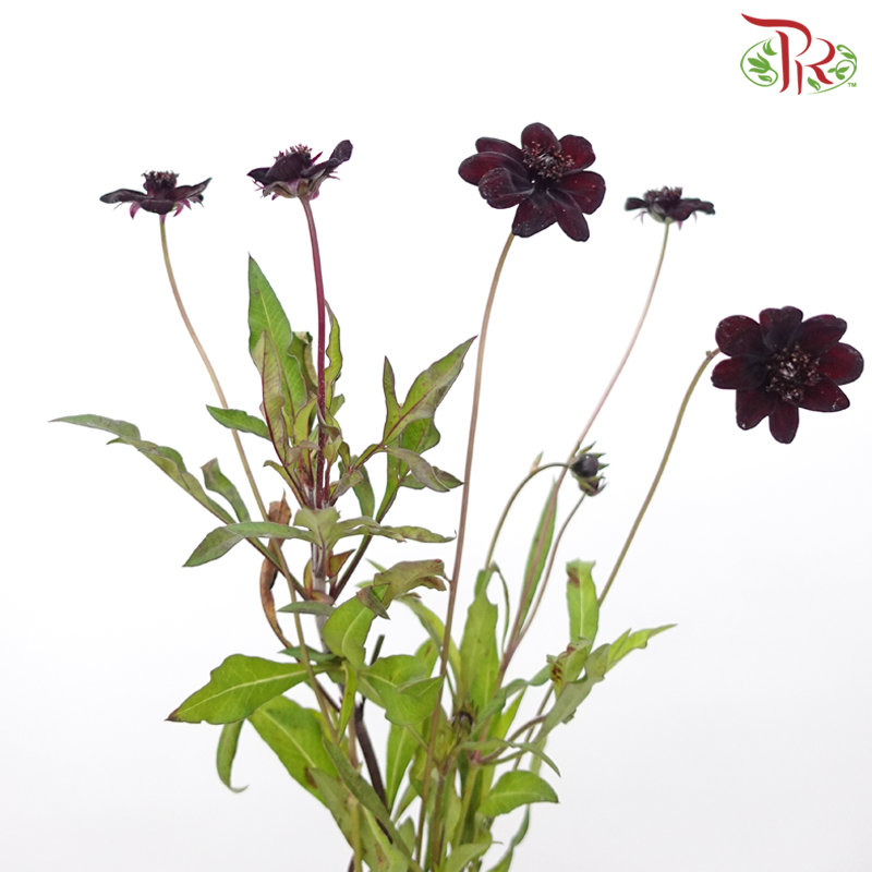 Cosmos Atrosanguineus - (5 Stems)-Japan-prflorist.com.my