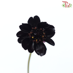 Cosmos Atrosanguineus - Wine Red (Per Bunch)-Wine Red-China-prflorist.com.my