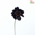 Cosmos Atrosanguineus - Wine Red (Per Bunch)-Wine Red-China-prflorist.com.my