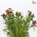 Cosmos Bipinnatus - Dark Purple (Per Bunch)-Purple-China-prflorist.com.my