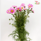 Cosmos Bipinnatus - Pink (Per Bunch)-Pink-China-prflorist.com.my