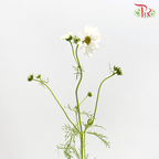 Cosmos Bipinnatus - White (Per Bunch)-White-China-prflorist.com.my