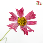 Cosmos - Crimson Campus (5 Stems)-Pink-Japan-prflorist.com.my