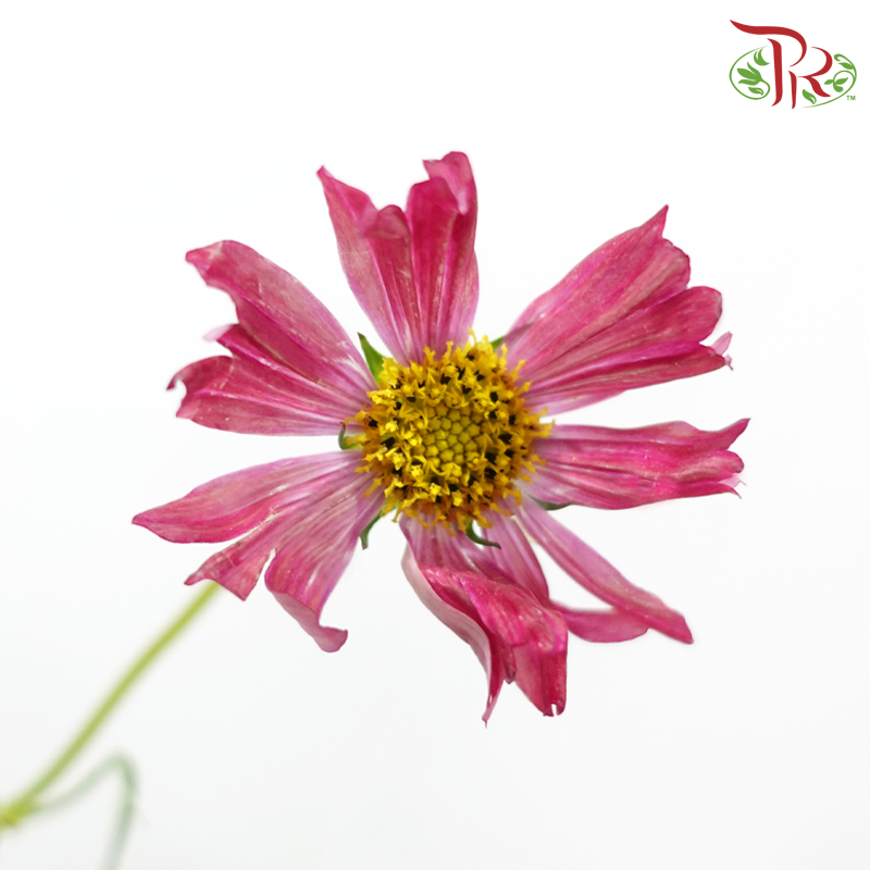 Cosmos - Crimson Campus (5 Stems)-Pink-Japan-prflorist.com.my
