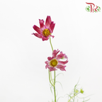 Cosmos - Crimson Campus (5 Stems)-Pink-Japan-prflorist.com.my