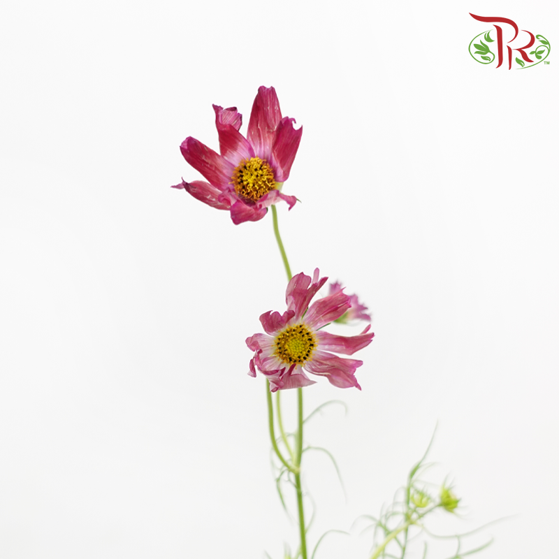 Cosmos - Crimson Campus (5 Stems)-Pink-Japan-prflorist.com.my