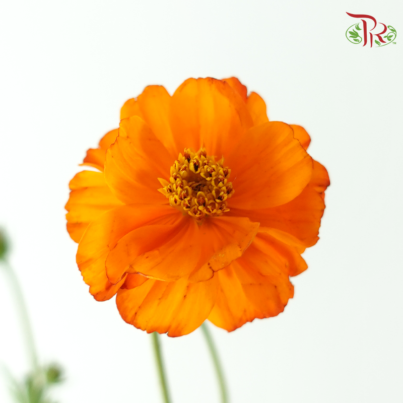 Cosmos - Orange (5 Stems)-Orange-Japan-prflorist.com.my
