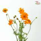 Cosmos - Orange (5 Stems)-Orange-Japan-prflorist.com.my
