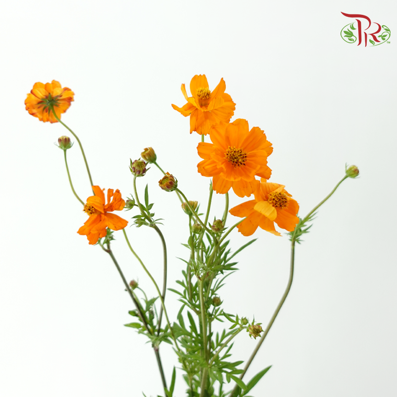 Cosmos - Orange (5 Stems)-Orange-Japan-prflorist.com.my