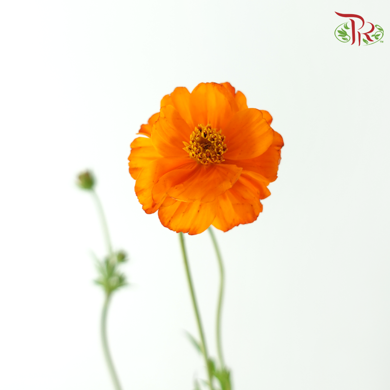 Cosmos - Orange (5 Stems)-Orange-Japan-prflorist.com.my