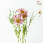 Cosmos - Pink (5 Stems)-Pink-Japan-prflorist.com.my