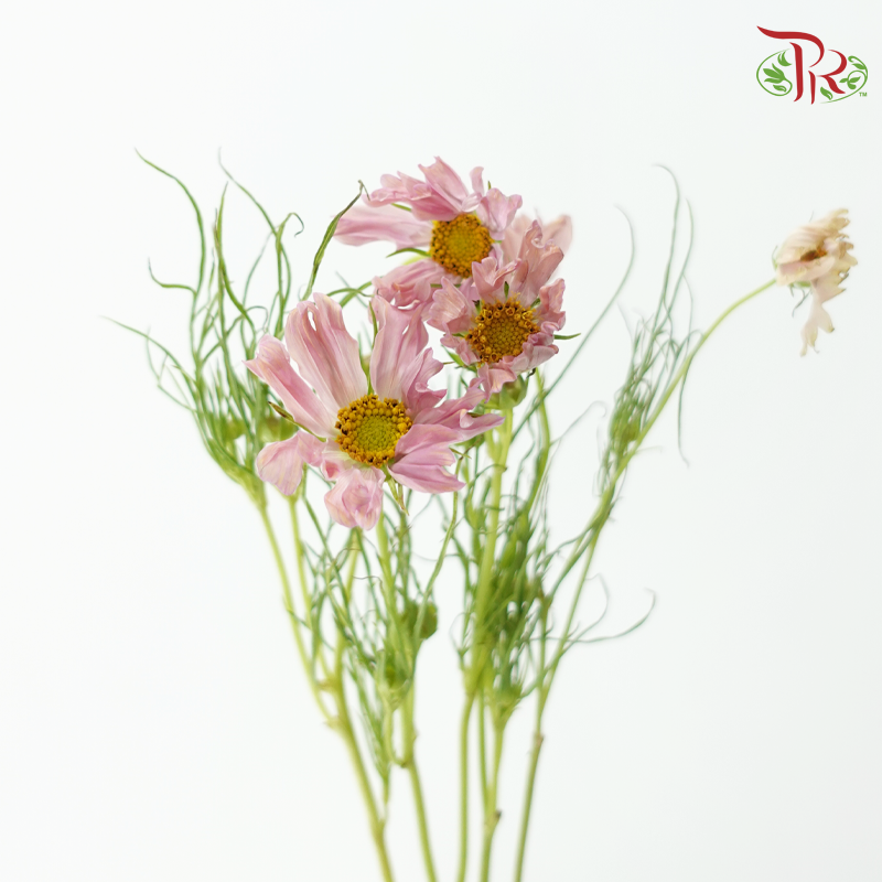 Cosmos - Pink (5 Stems)-Pink-Japan-prflorist.com.my