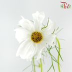 Cosmos - Sensation White (5 Stems)-White-Japan-prflorist.com.my