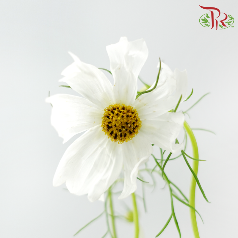 Cosmos - Sensation White (5 Stems)-White-Japan-prflorist.com.my