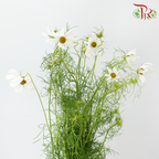 Cosmos - Sensation White (5 Stems)-White-Japan-prflorist.com.my