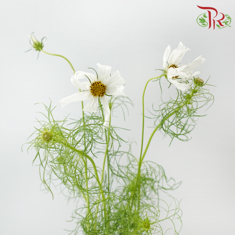Cosmos - Sensation White (5 Stems)-White-Japan-prflorist.com.my