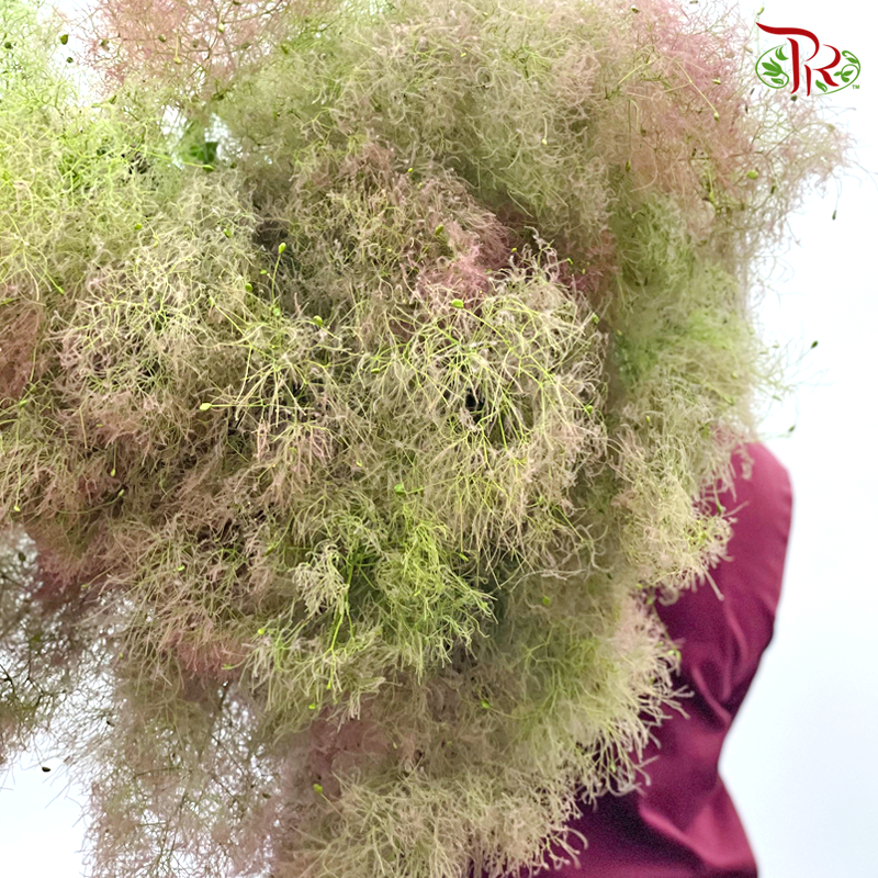 Cotinus Green - 2 Stems (60cm-80cm)-Green-Japan-prflorist.com.my