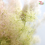 Cotinus Green - Per Stem (100cm-120cm)-Green-Japan-prflorist.com.my