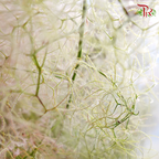 Cotinus Green - Per Stem (100cm-120cm)-Green-Japan-prflorist.com.my