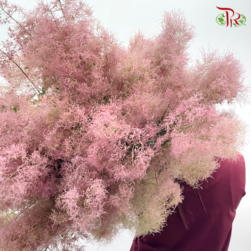 Cotinus Pink - Per Stem (100cm-120cm) - Pudu Ria Florist