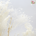 Cotinus Preservative - White (Per Bunch)-White-China-prflorist.com.my