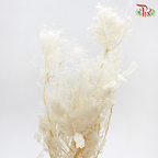 Cotinus Preservative - White (Per Bunch)-White-China-prflorist.com.my