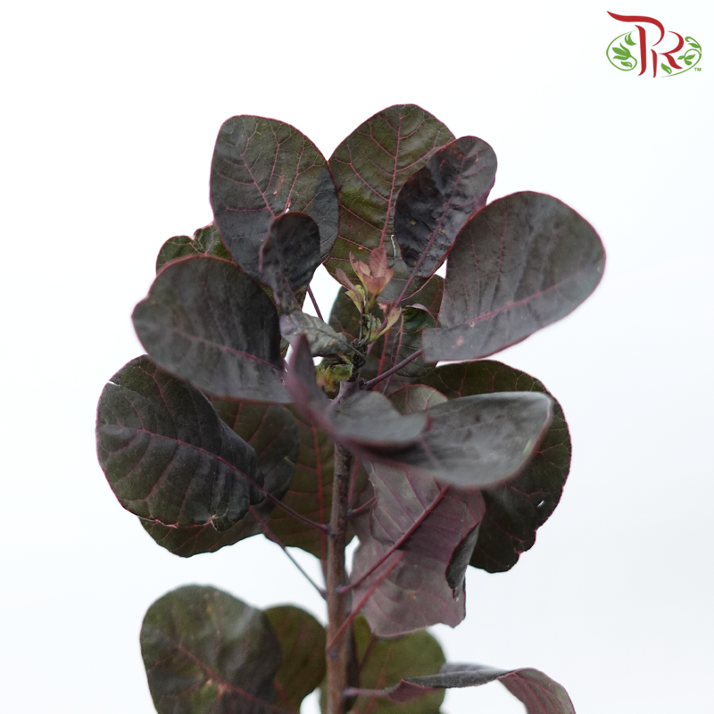 Cotinus Leaf