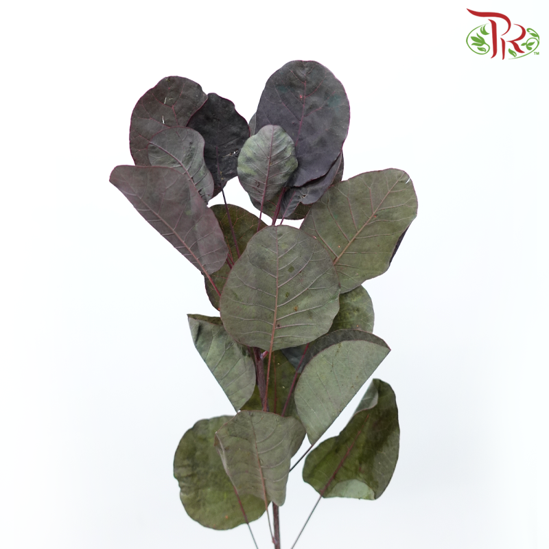 Cotinus Leaf