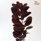 Cotinus Leaf