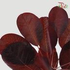 Cotinus Leaf