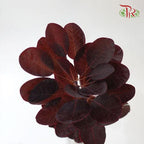 Cotinus Leaf