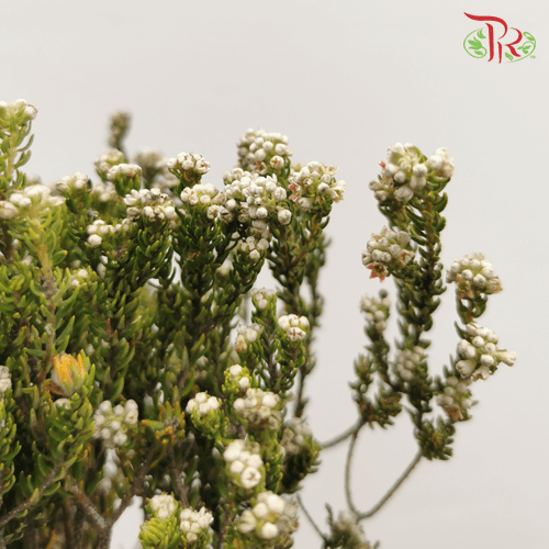 Cotton Bush - (Per Bunch)-White-Africa-prflorist.com.my