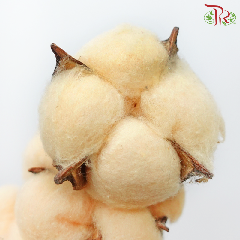 Cotton Flower - Orange (Per Stem)-Orange-Netherland-prflorist.com.my