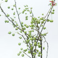 Crab Apple - Green (Per Bunch)-Green-China-prflorist.com.my