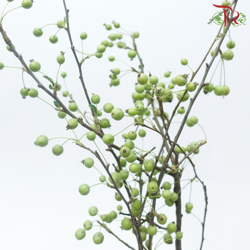 Crab Apple - Green (Per Bunch)-Green-China-prflorist.com.my